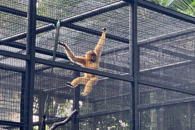 A Hong Kong zoo seeks answers after 9 monkeys die in 2 days
