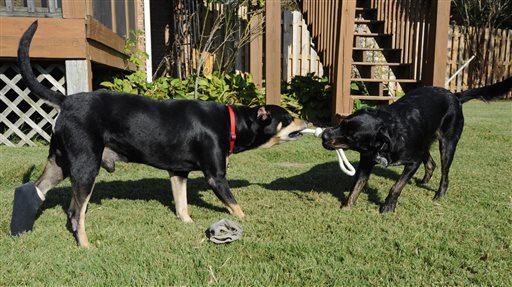 Dog named 'Lazarus' survives euthanasia attempt