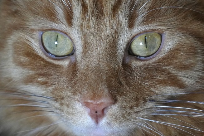 Cats won't be banned in Scotland, the government confirms