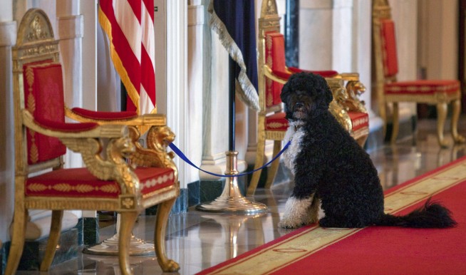 Obama dog Bo, once a White House celebrity, dies from cancer