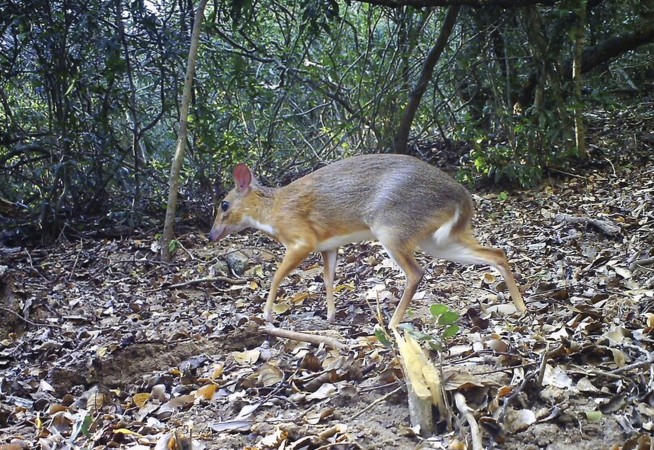 Rare deer-like species photographed for first time in wild