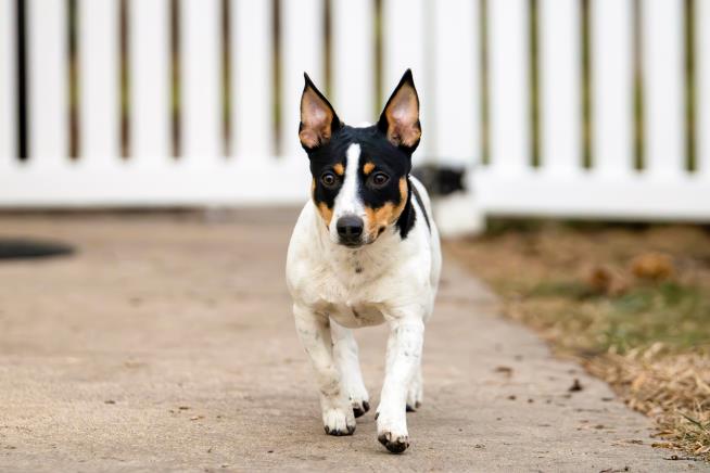Unleash the hounds! And terriers and lapdogs. The American Kennel Club adds 3 breeds
