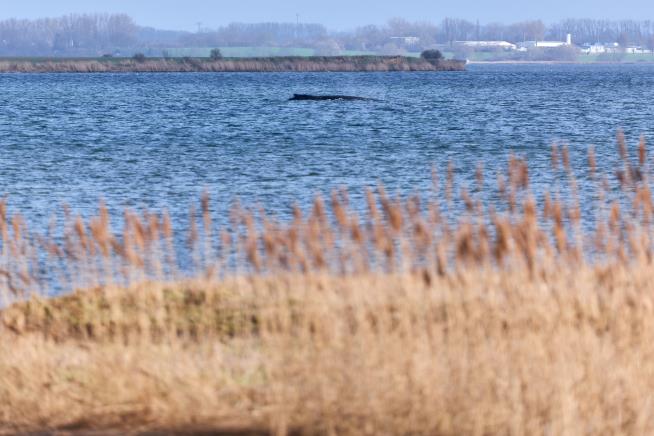 Rescuers give up hope for the humpback whale stranded in the Baltic Sea