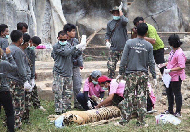 Half of the 147 tigers rescued from Thai temple have died