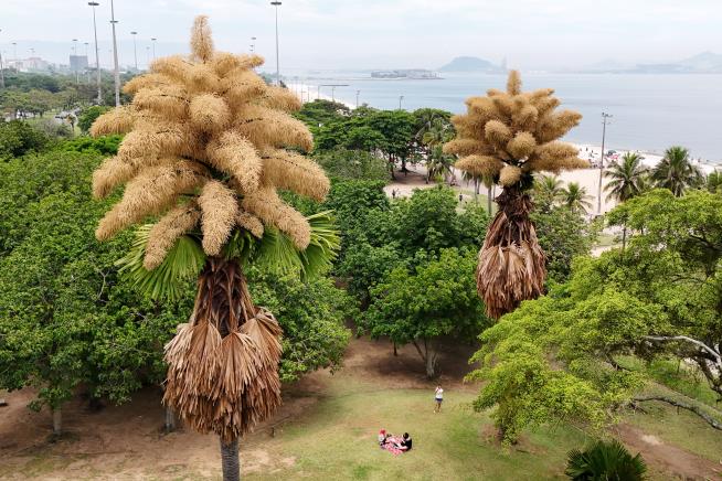 Decades-old palm trees in Rio de Janeiro flower for the first — and only — time
