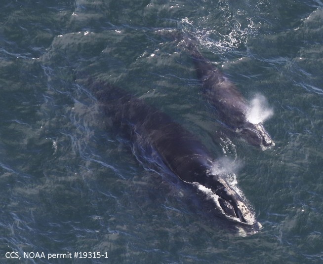 Endangered whale experiencing mini-baby boom off New England