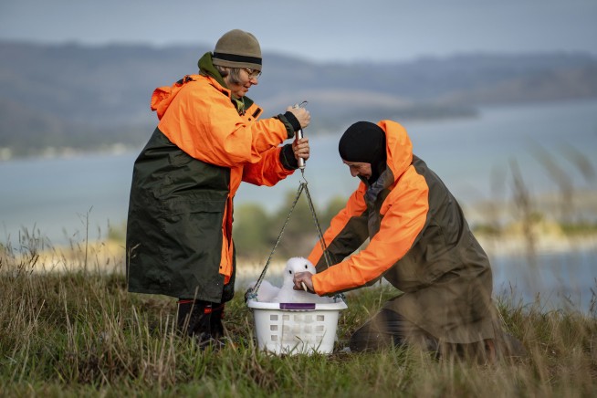 An albatross couple shares egg duty in this captivating low-drama reality show