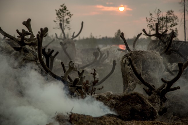 Expanded reindeer cull arouses fear, suspicion in Siberia