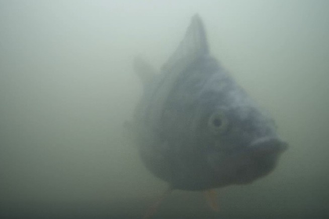 Quirky livestream that lets viewers help fish is a hit with millions