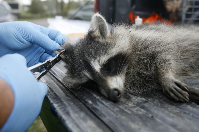 USDA scattering rabies vaccines for wildlife in 13 states