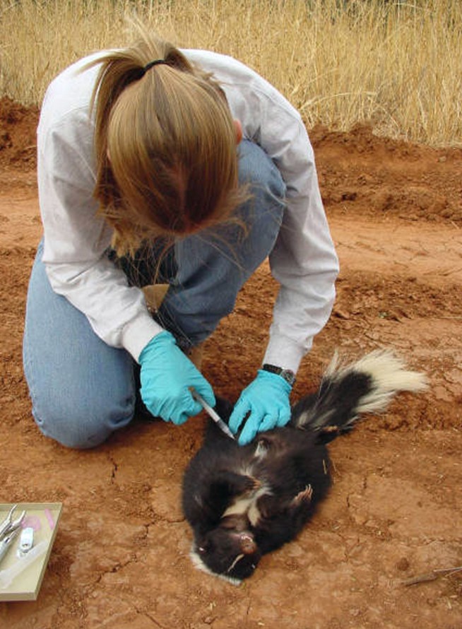 USDA scattering rabies vaccines for wildlife in 13 states