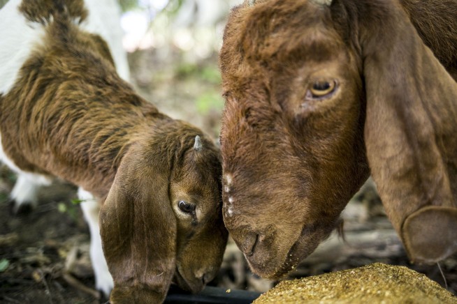 Grievance filed over mowing goats at university in Michigan