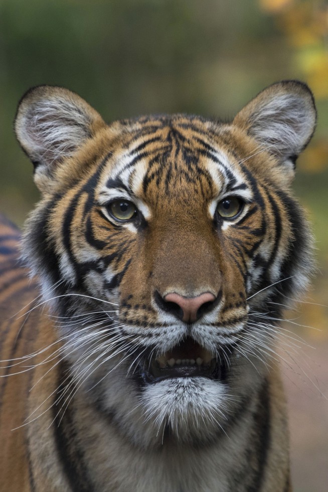Tiger at NYC's Bronx Zoo tests positive for coronavirus