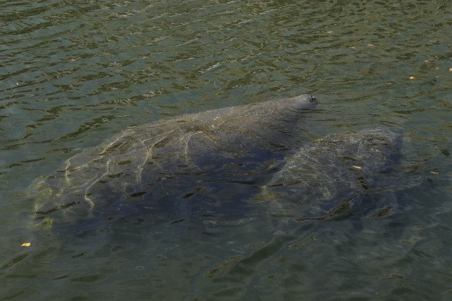 Officials: More than 80 starving manatees in rehab across US