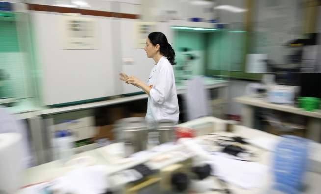 Scientists in Italy fertilize 7 northern white rhino eggs