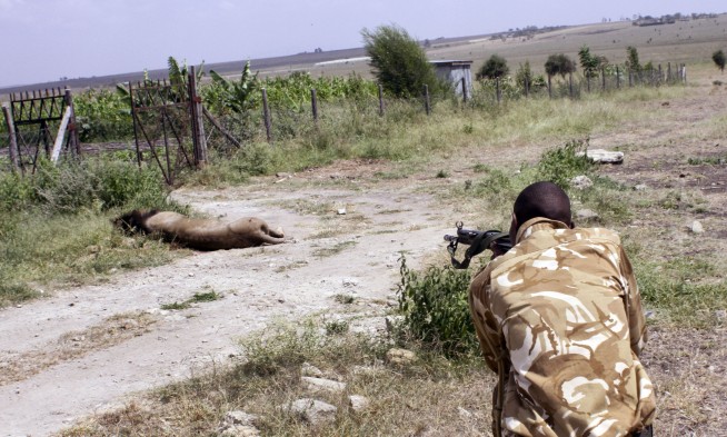 2 lions escape from parks in Kenya and South Africa