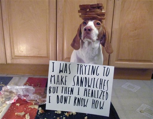 Behaviorists: Dogs feel no shame despite the look