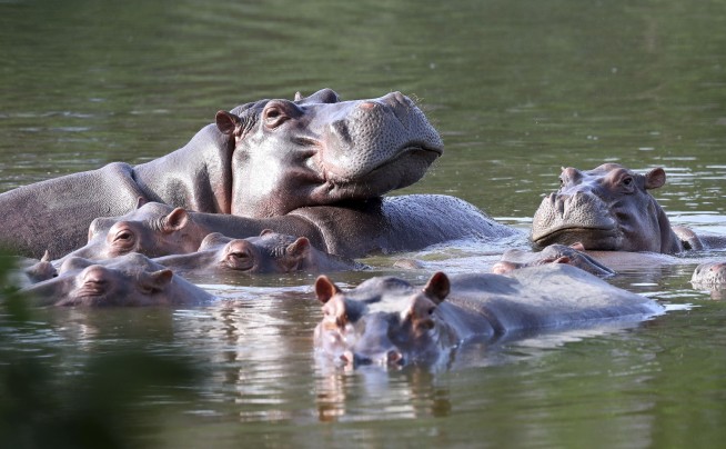 Colombia proposes shipping invasive hippos to India, Mexico