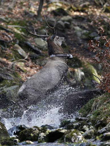 Former Iron Curtain still barrier for deer