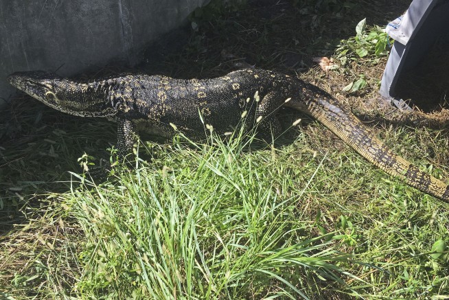 Officers catch huge lizard that terrified Florida neighbors