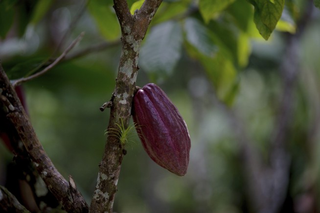 How old is cacao? New research pushes back date