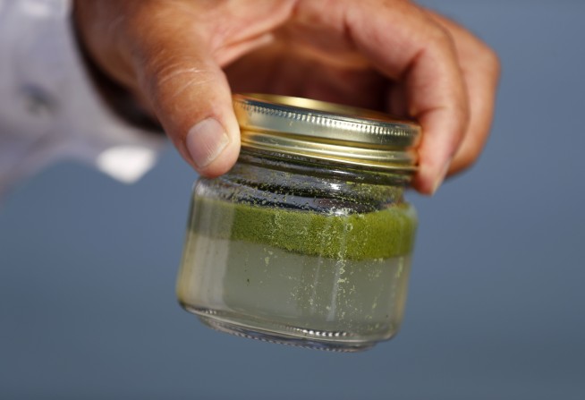 Toxic algae: Once a nuisance, now a severe nationwide threat