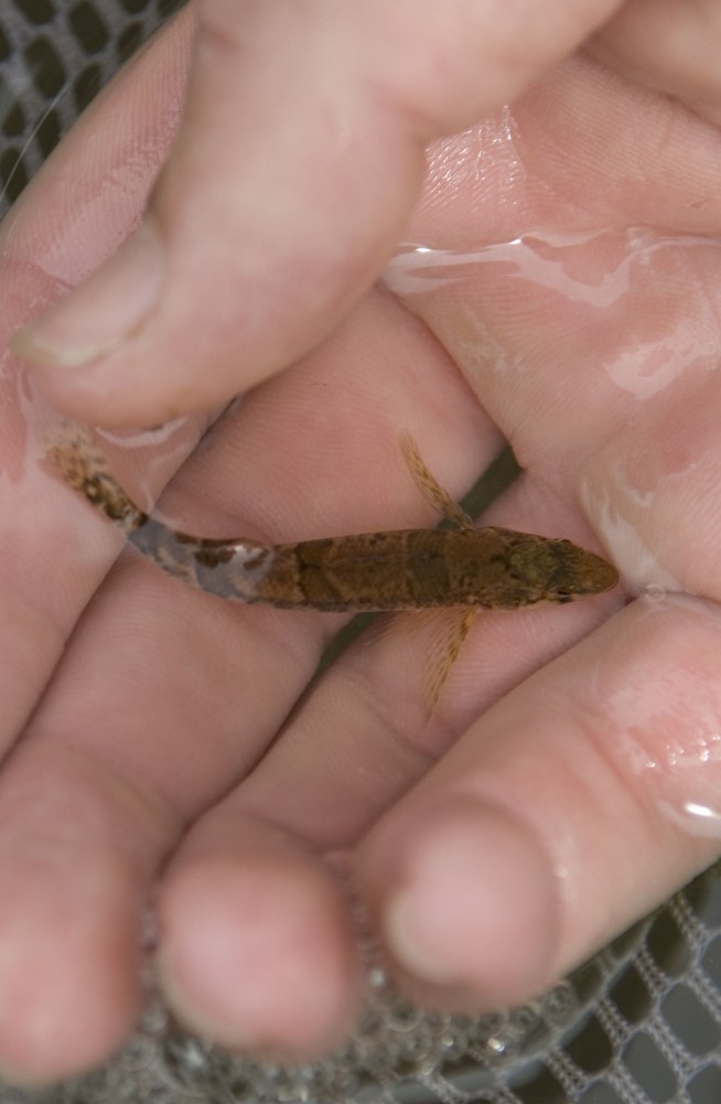 Snail darter, focus of epic conservation fight, is recovered