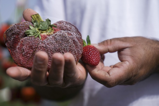 Israeli strawberry clocks in as world's heaviest on record
