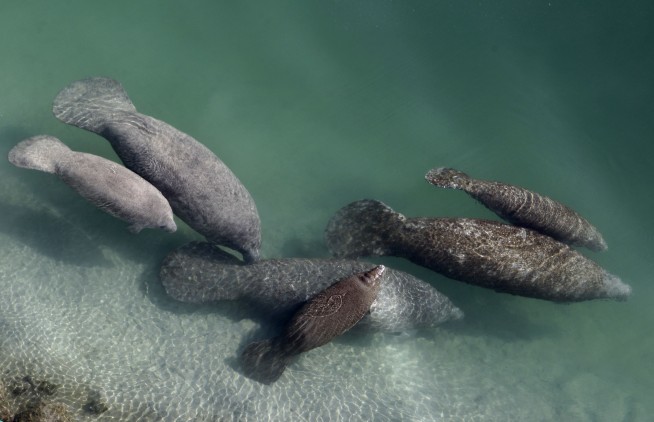 Florida manatees dying in record numbers amid food scarcity