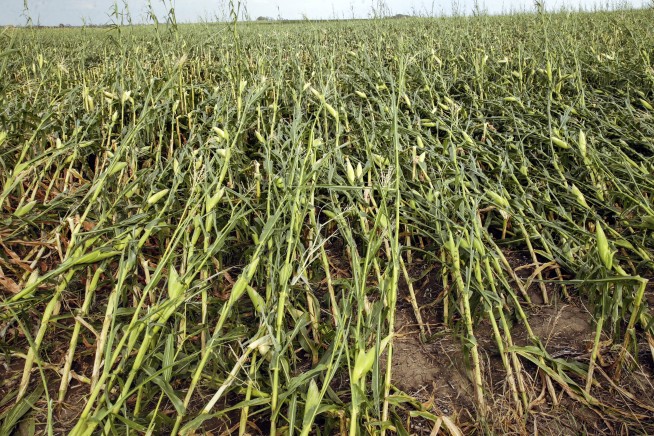 Iowa farmers assess losses after storm flattened cornfields