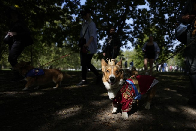 Corgis parade outside Buckingham Palace to remember Queen Elizabeth II a year since her death