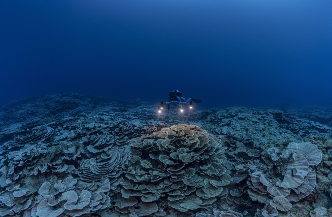 Rare, pristine coral reef found off Tahiti coast