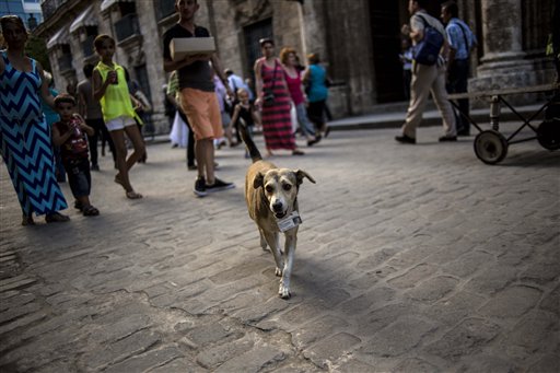 Street dogs find homes in venerable Cuban institutions