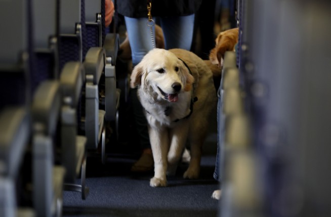US tightens definition of service animals allowed on planes