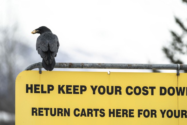 Some Alaska Costco shoppers say ravens steal their groceries