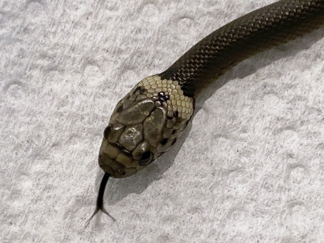 Sydney man finds snake in lettuce bought at supermarket