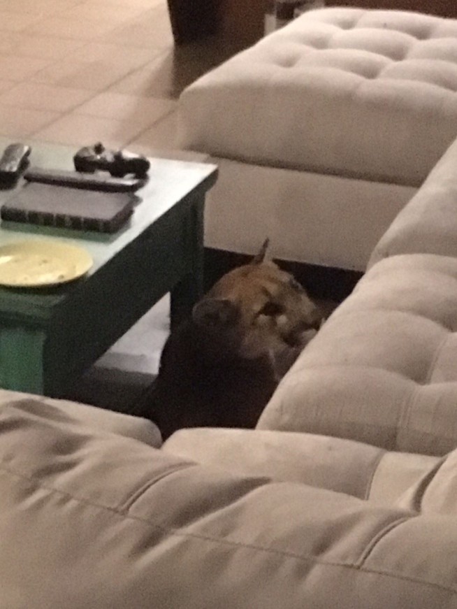 Mountain lion breaks into Colorado home, kills house cat