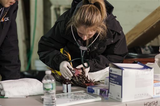 NY AG: 3,000 birds rescued in cockfighting bust