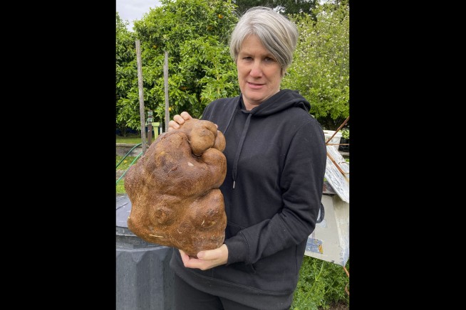 Nice try but no potato for New Zealand couple's giant find