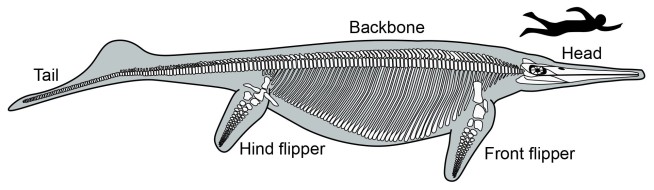 Mystery Nevada fossil site could be ancient maternity ward