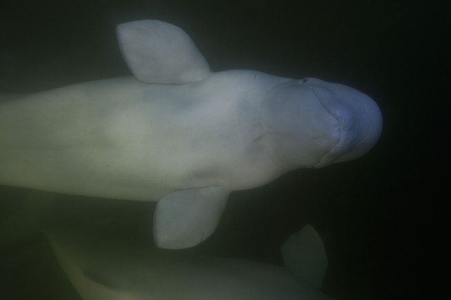 Offering a dose of healing, curious beluga whales frolic in a warming Hudson Bay