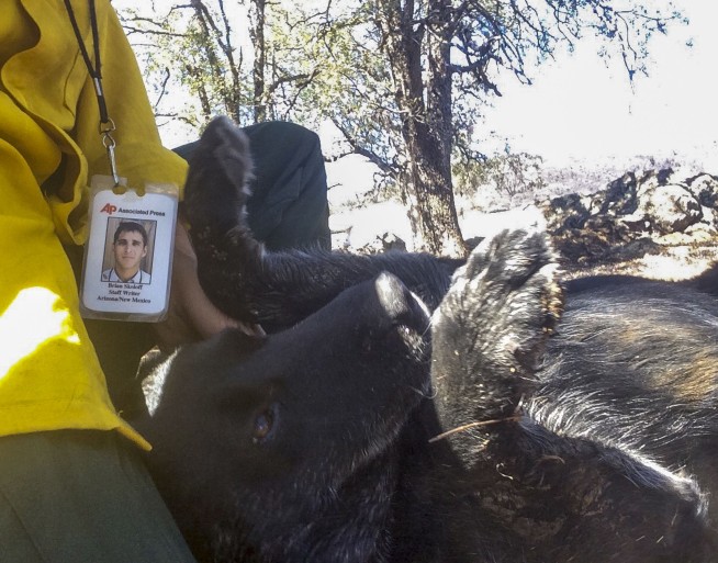Days after wildfire, AP reporter reunites dog with her owner