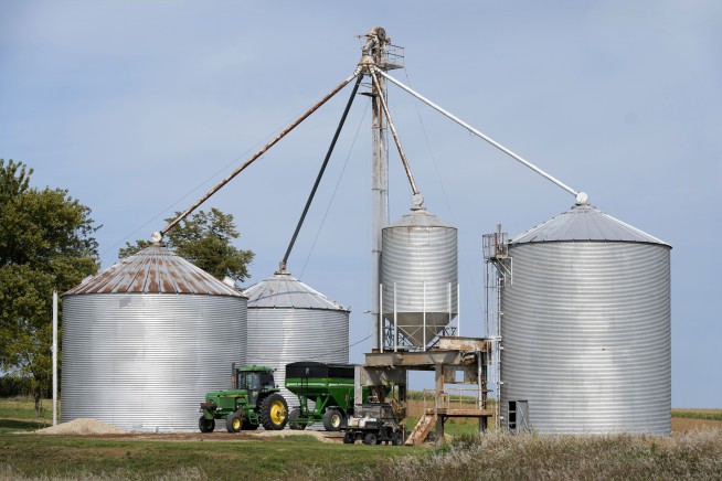 ‘Short corn’ could replace the towering cornfields steamrolled by a changing climate