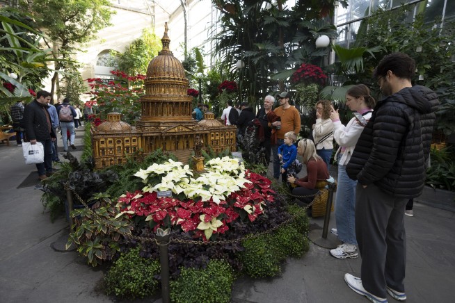 The checkered history of the poinsettia's namesake and the flower's origins get new attention