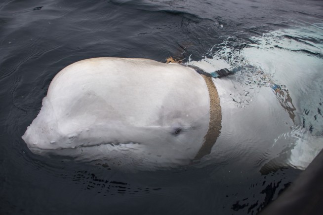 Beluga whale with Russian harness raises alarm in Norway