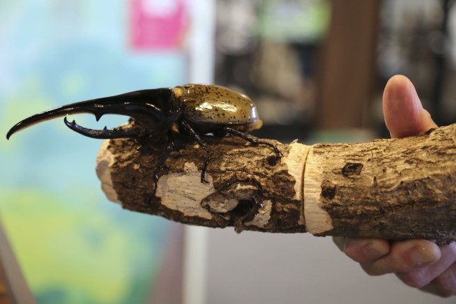 Bugs are popular pets in nature-loving Japan, buzzing with lessons about ecology and species