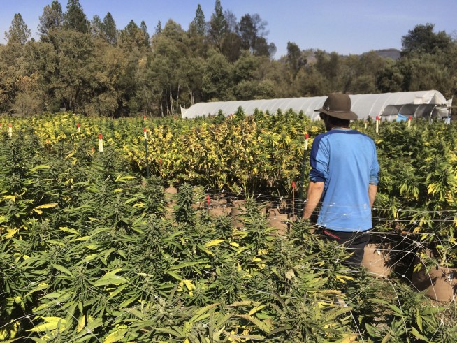 Up in smoke: Wildfires scorch California pot crop at harvest