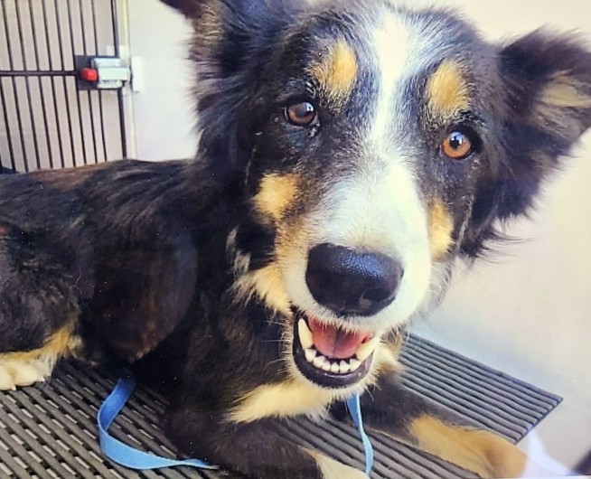 Colorado dog that was missing for 2 weeks rescued from ledge