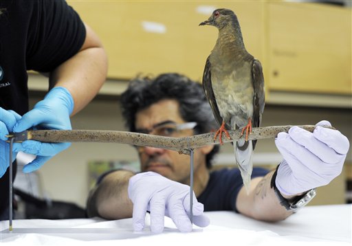 All gone: How erasing billions of birds shocked us