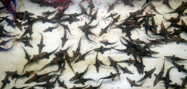 Huge, once-hated fish now seen as weapon against Asian carp